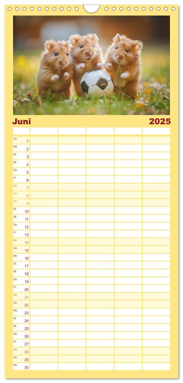 Bild: 9783457193341 | Familienplaner 2025 - Lustige Hamster mit 5 Spalten (Wandkalender,...