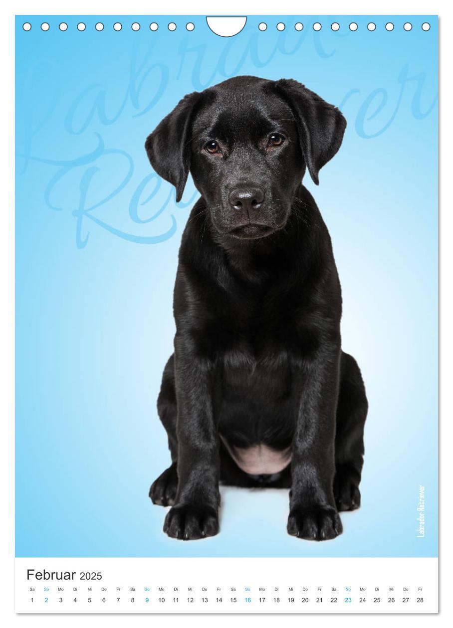 Bild: 9783435969197 | Kunterbunte Hundewelpen (Wandkalender 2025 DIN A4 hoch), CALVENDO...