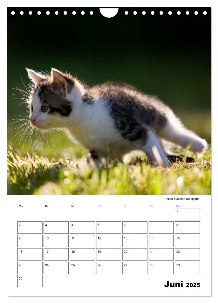 Bild: 9783457086711 | Katzenkinder - Impressionen (Wandkalender 2025 DIN A4 hoch),...