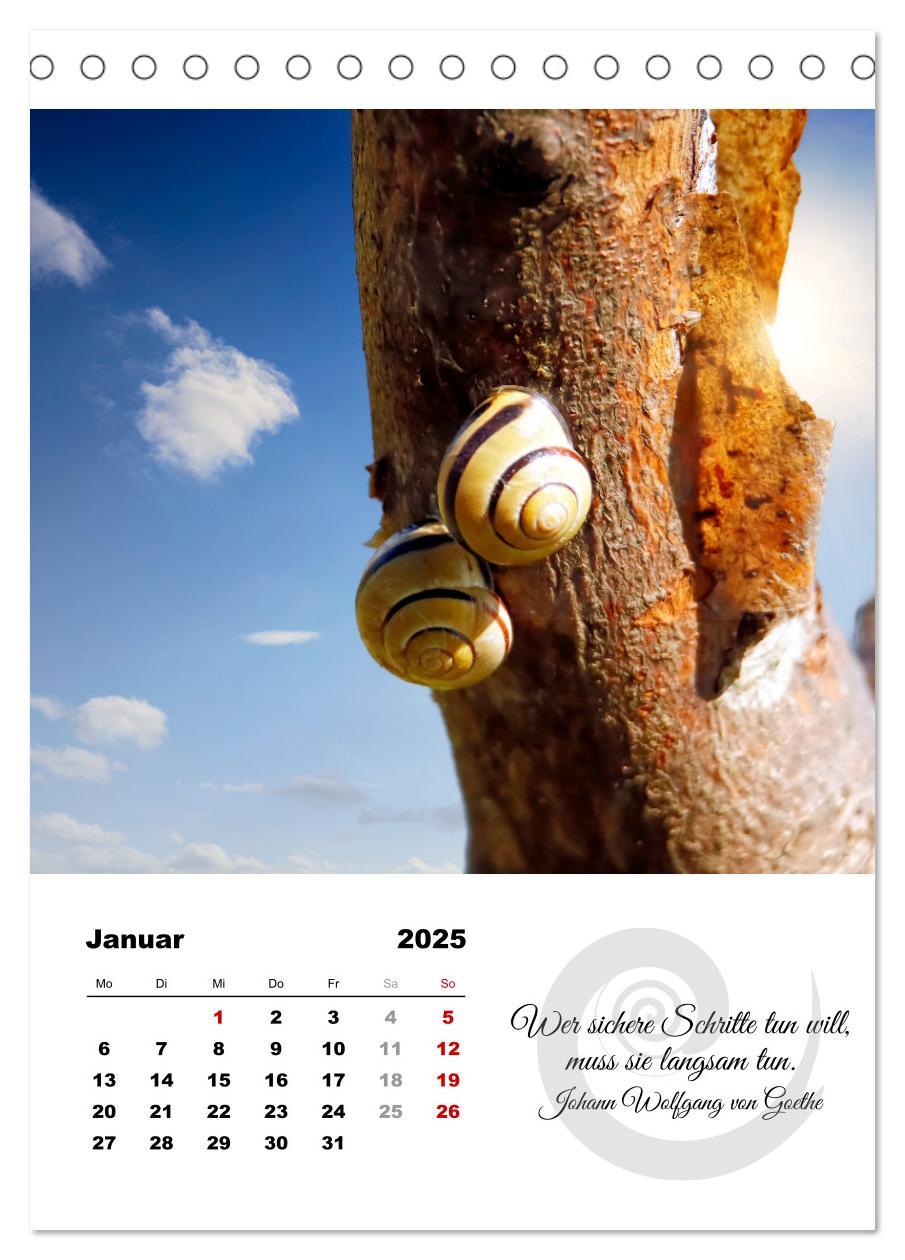 Bild: 9783435899906 | Schnecklein (Tischkalender 2025 DIN A5 hoch), CALVENDO Monatskalender