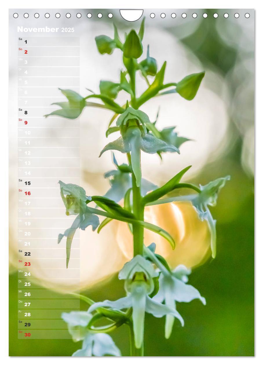 Bild: 9783435942473 | Auf der Suche nach Orchideen in Deutschland (Wandkalender 2025 DIN...