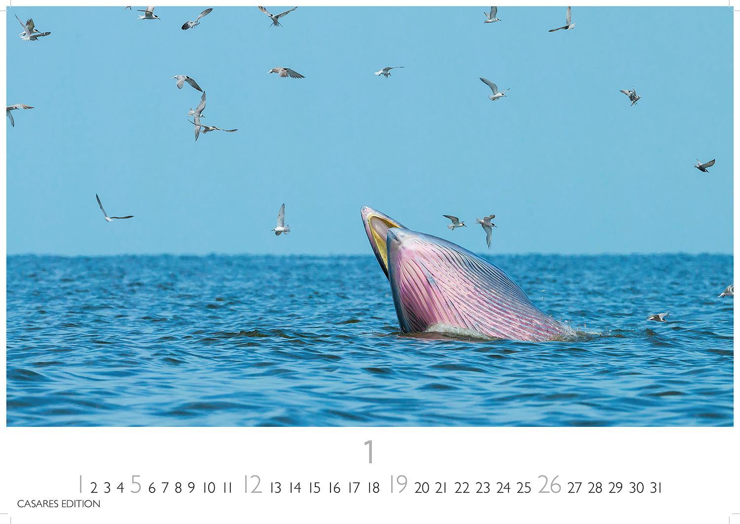 Bild: 9781835241271 | Wale und Delfine 2025 S 24x35cm | Kalender | 14 S. | Deutsch | 2025