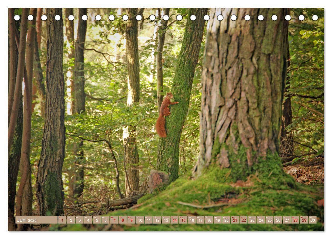 Bild: 9783383773266 | Der Wald - Ort der Ruhe und Besinnung (Tischkalender 2025 DIN A5...