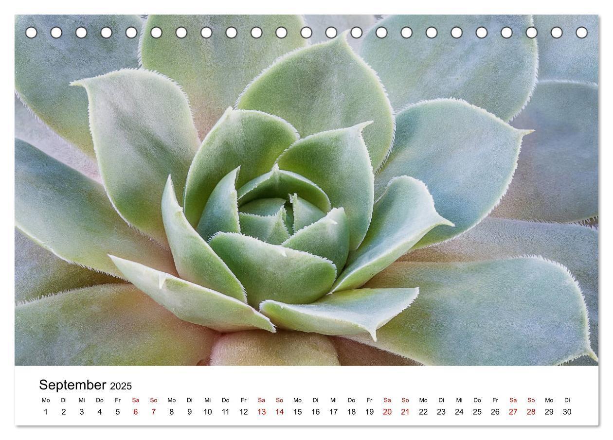 Bild: 9783435290574 | Sukkulenten Galerie (Tischkalender 2025 DIN A5 quer), CALVENDO...