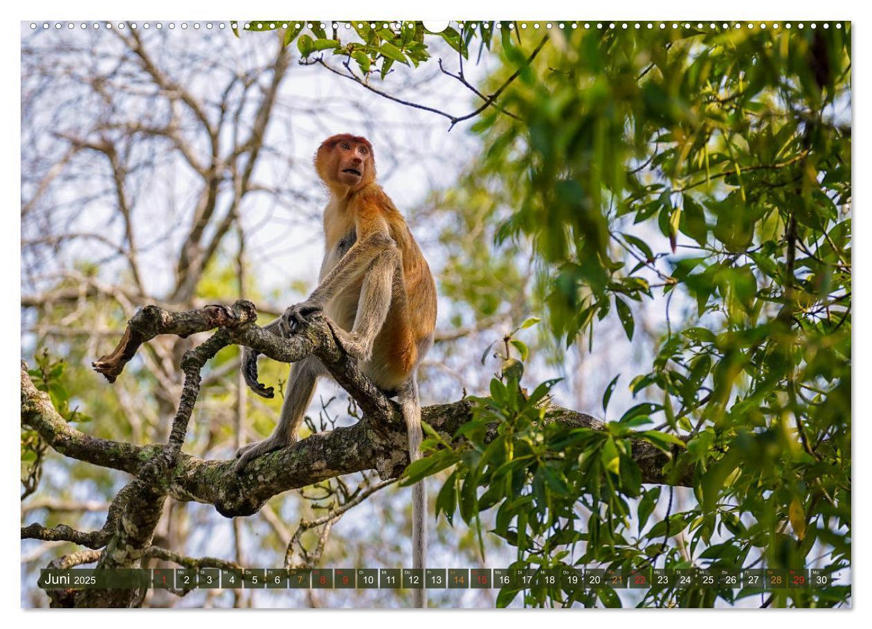 Bild: 9783435218493 | Nasenaffen von Borneo (Wandkalender 2025 DIN A2 quer), CALVENDO...