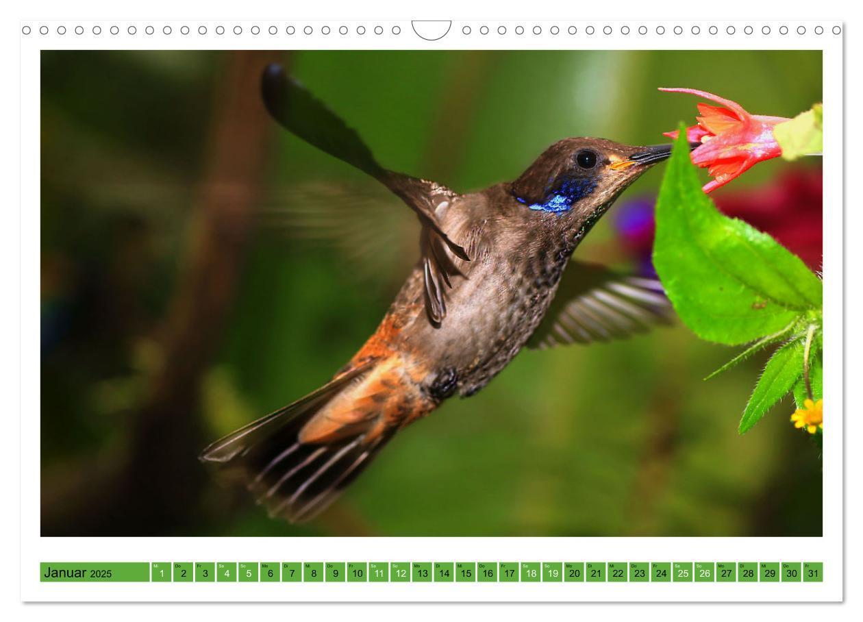 Bild: 9783435428335 | Kolibris; Anmut, Schönheit, Farben (Wandkalender 2025 DIN A3 quer),...