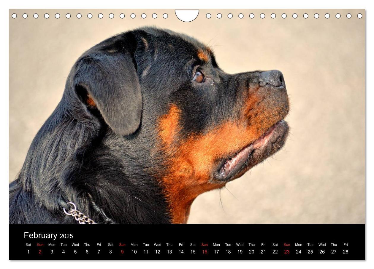 Bild: 9781325956425 | Rottweiler Portait Shots 2025 (Wall Calendar 2025 DIN A4...