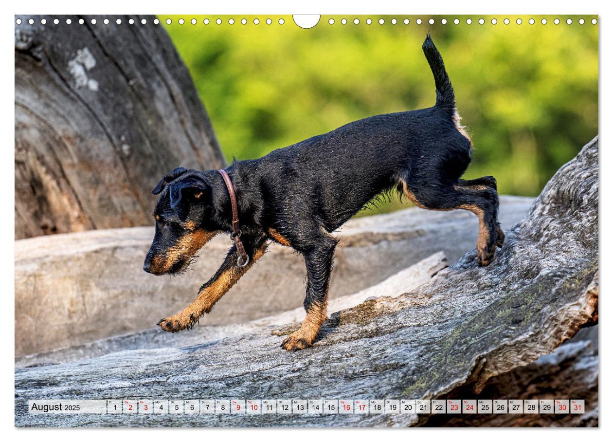 Bild: 9783457190098 | Deutscher Terrier - ein leidenschaftlicher Jäger (Wandkalender 2025...