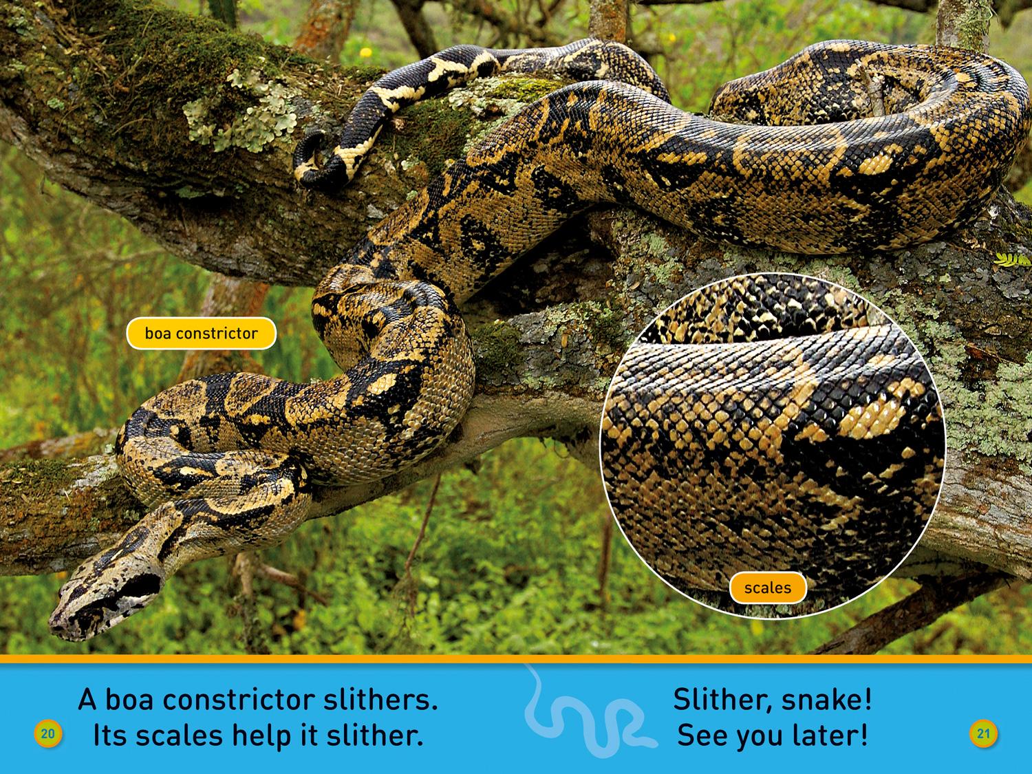 Bild: 9780008266561 | Slither, Snake! | Level 1 | National Geographic Kids (u. a.) | Buch