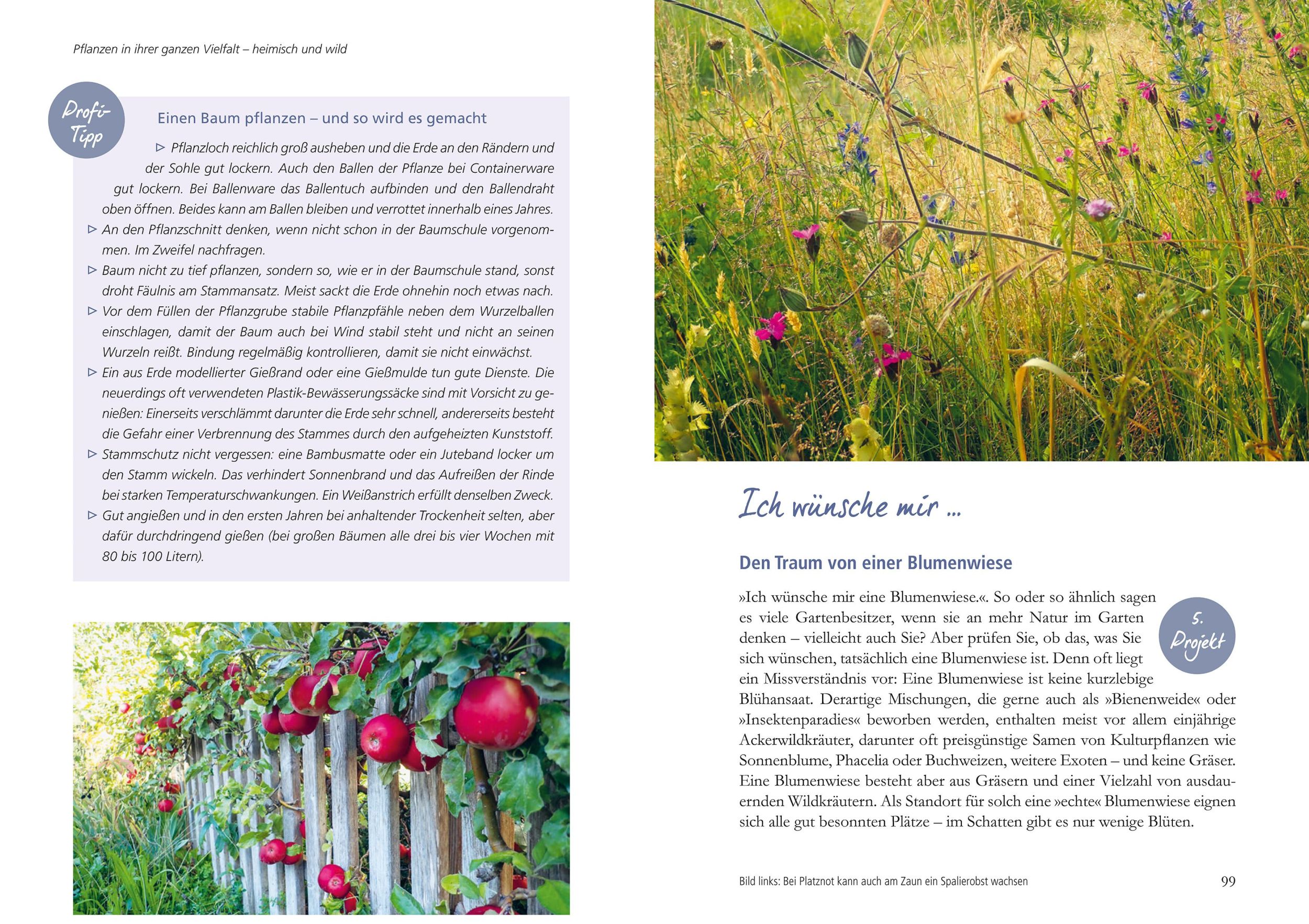 Bild: 9783895664397 | Mein Garten wird ein Naturgarten | Birgit Helbig | Buch | 176 S.