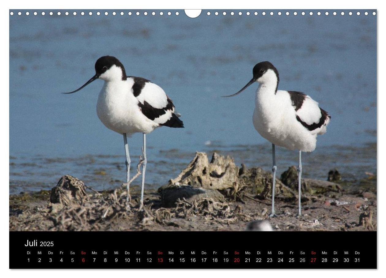 Bild: 9783435512737 | Limikolen Watvögel auf dem Zug (Wandkalender 2025 DIN A3 quer),...