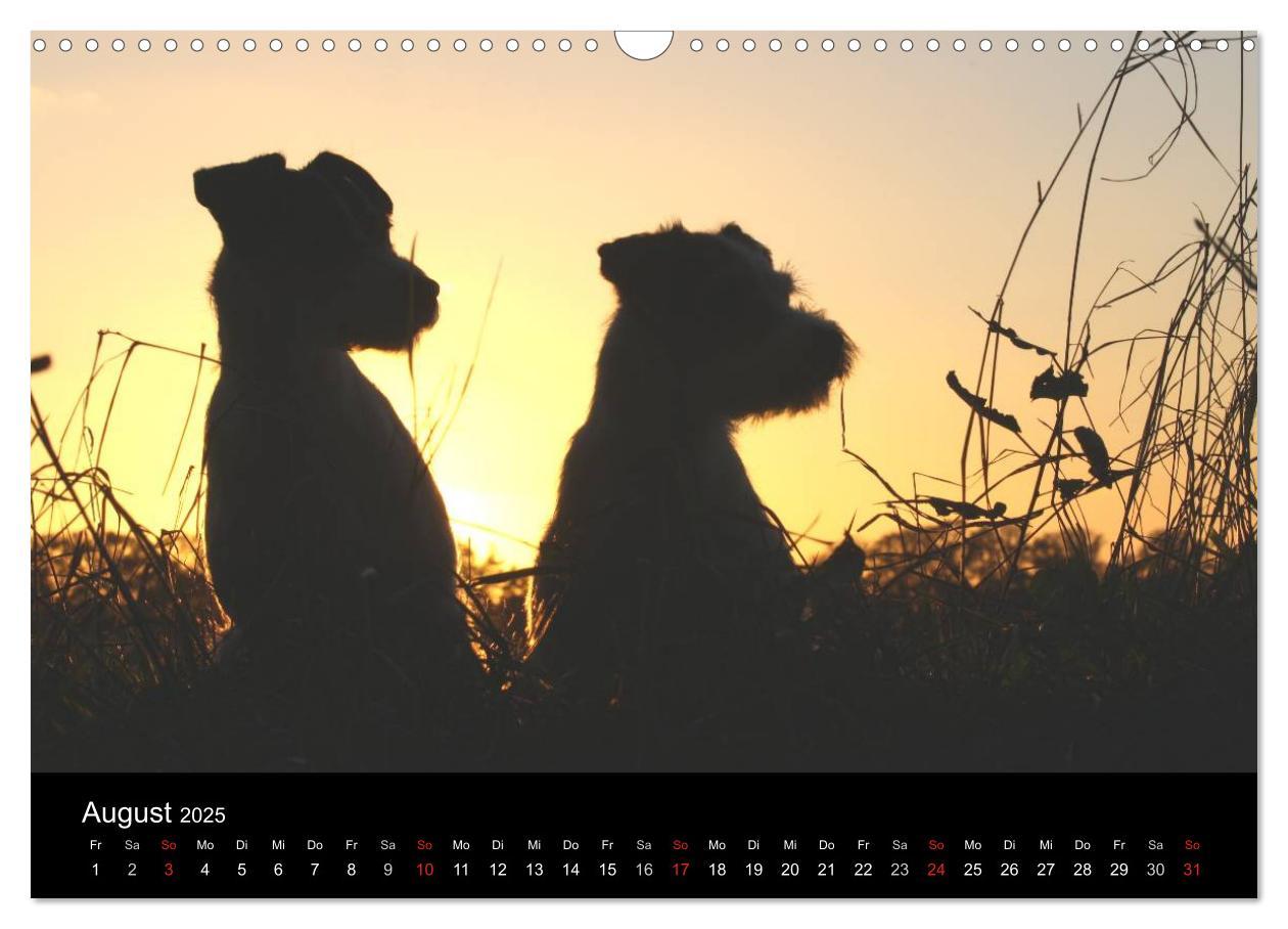 Bild: 9783435517787 | The Bravehearts und Freunde - Parson Russells (Wandkalender 2025...