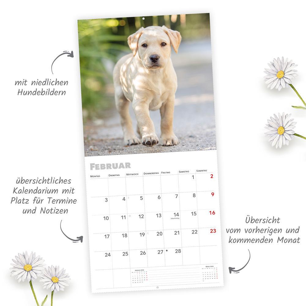 Bild: 9783988021885 | Trötsch Broschürenkalender Hunde 2025 | Wandplaner | KG | Kalender