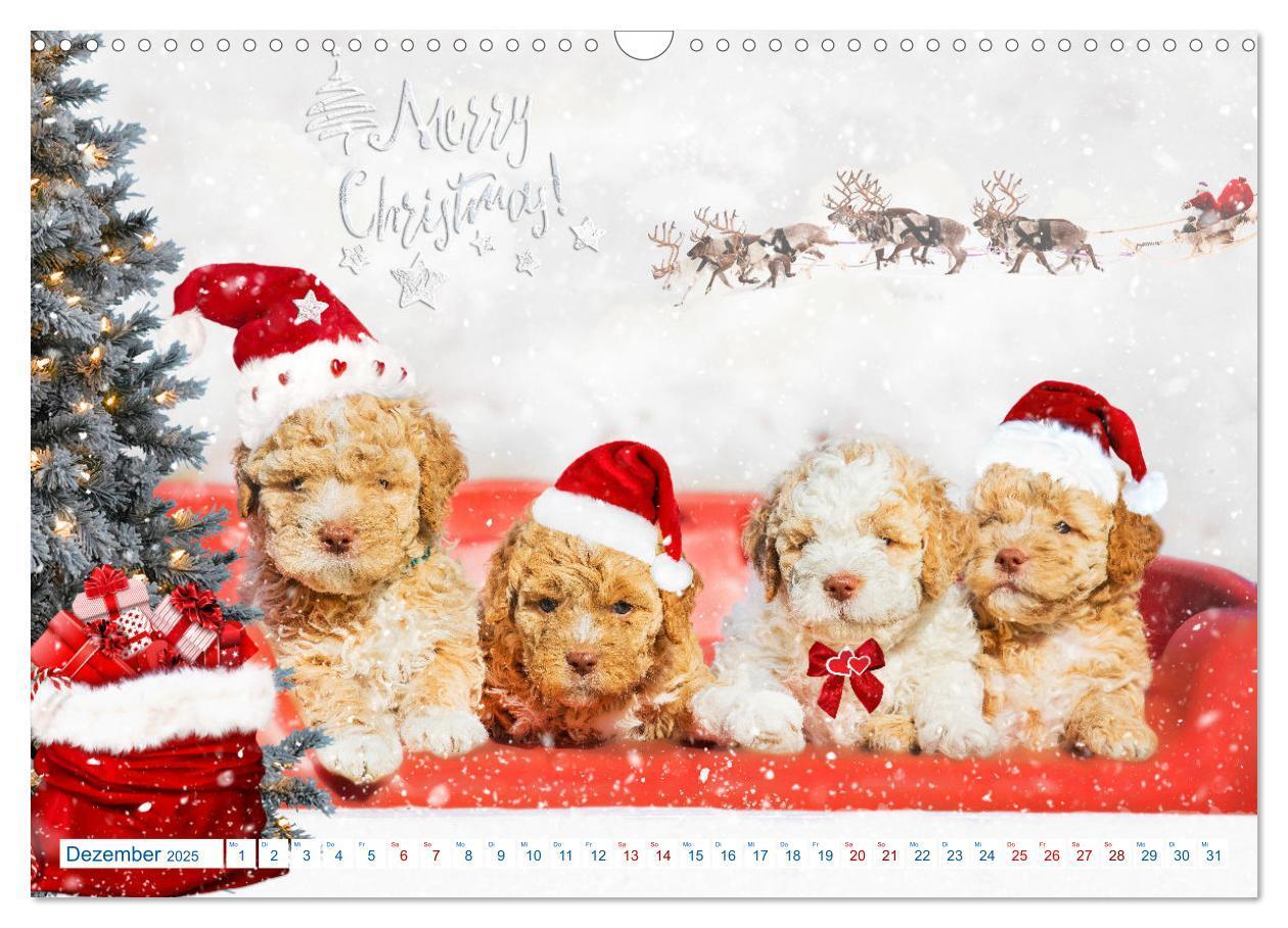 Bild: 9783435028313 | Lagotto Romagnolo - Bilder aus der Kinderstube (Wandkalender 2025...