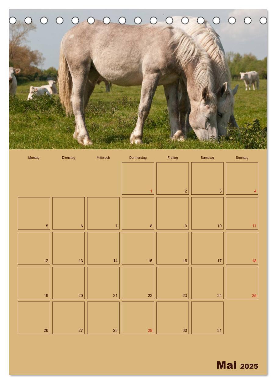 Bild: 9783457030592 | Pferde Gute Freunde (Tischkalender 2025 DIN A5 hoch), CALVENDO...