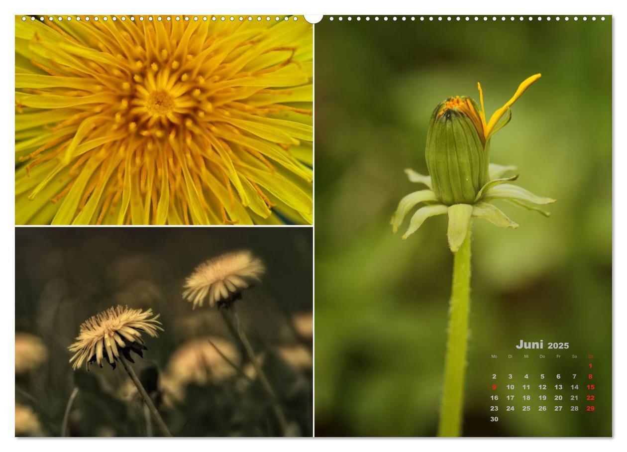 Bild: 9783435611713 | Blumenreise 2025 (Wandkalender 2025 DIN A2 quer), CALVENDO...