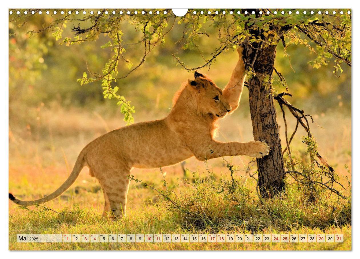 Bild: 9783435236626 | Faszination Afrika: Löwen (Wandkalender 2025 DIN A3 quer), CALVENDO...