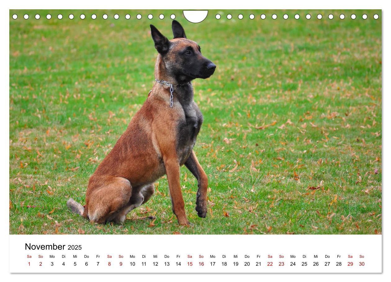 Bild: 9783435340415 | Malinois - Wahnsinn auf vier Pfoten (Wandkalender 2025 DIN A4...