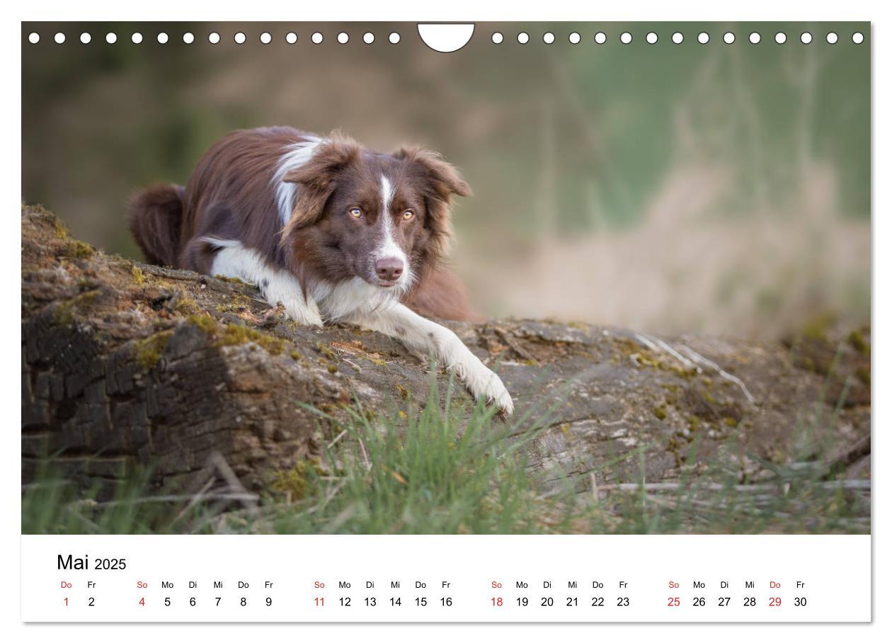 Bild: 9783435191802 | Border Collie - Bunt und clever! (Wandkalender 2025 DIN A4 quer),...