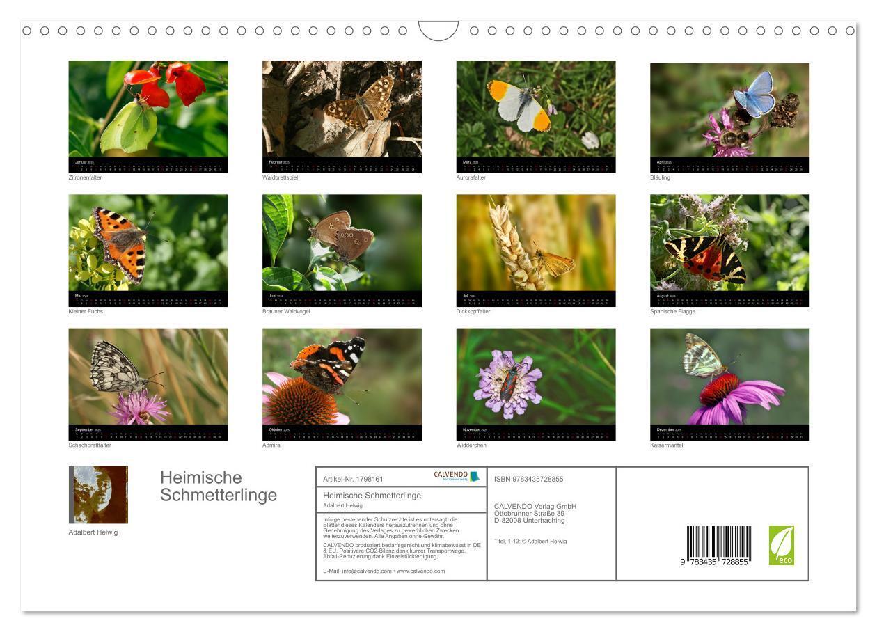 Bild: 9783435728855 | Heimische Schmetterlinge (Wandkalender 2025 DIN A3 quer), CALVENDO...