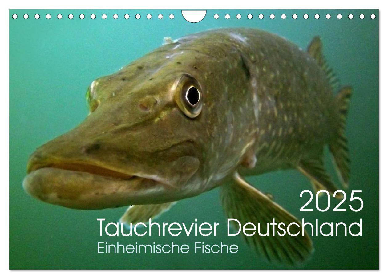 Cover: 9783435566495 | Tauchrevier Deutschland (Wandkalender 2025 DIN A4 quer), CALVENDO...