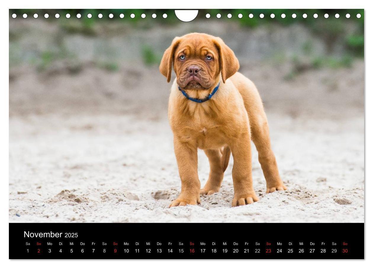 Bild: 9783435519361 | Bordeauxdoggen Welpen (Wandkalender 2025 DIN A4 quer), CALVENDO...