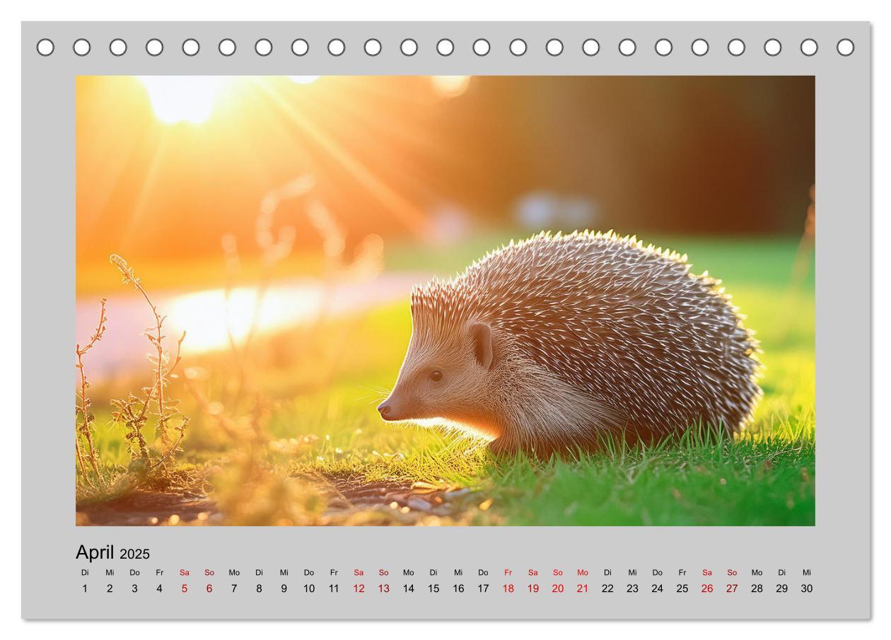 Bild: 9783435516230 | Mein Igel-Kalender (Tischkalender 2025 DIN A5 quer), CALVENDO...