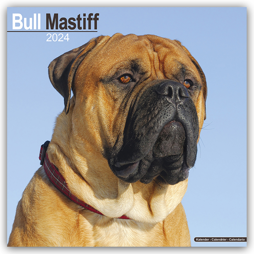 Cover: 9781804600221 | Bull Mastiff 2024 - 16-Monatskalender | Avonside Publishing Ltd | 2024