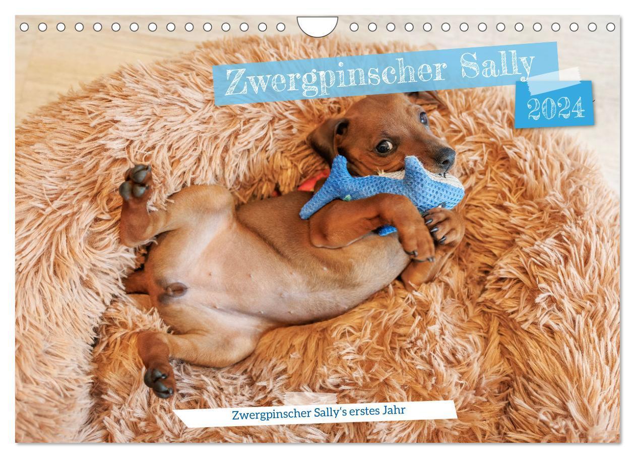 Cover: 9783383736360 | Zwergpinscher Sally¿s erstes Jahr (Wandkalender 2024 DIN A4 quer),...