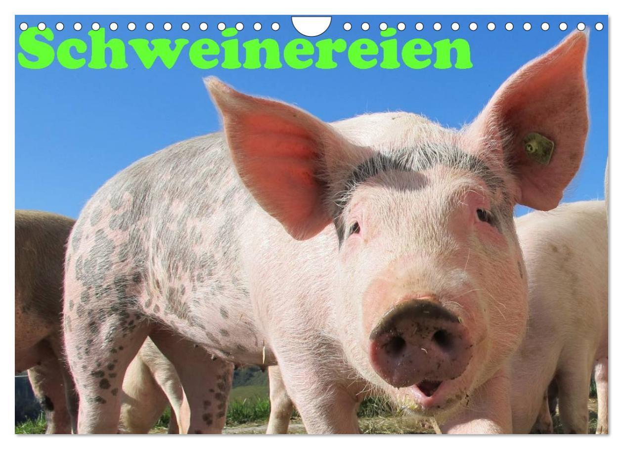 Cover: 9783383518614 | Schweinereien (Wandkalender 2024 DIN A4 quer), CALVENDO Monatskalender