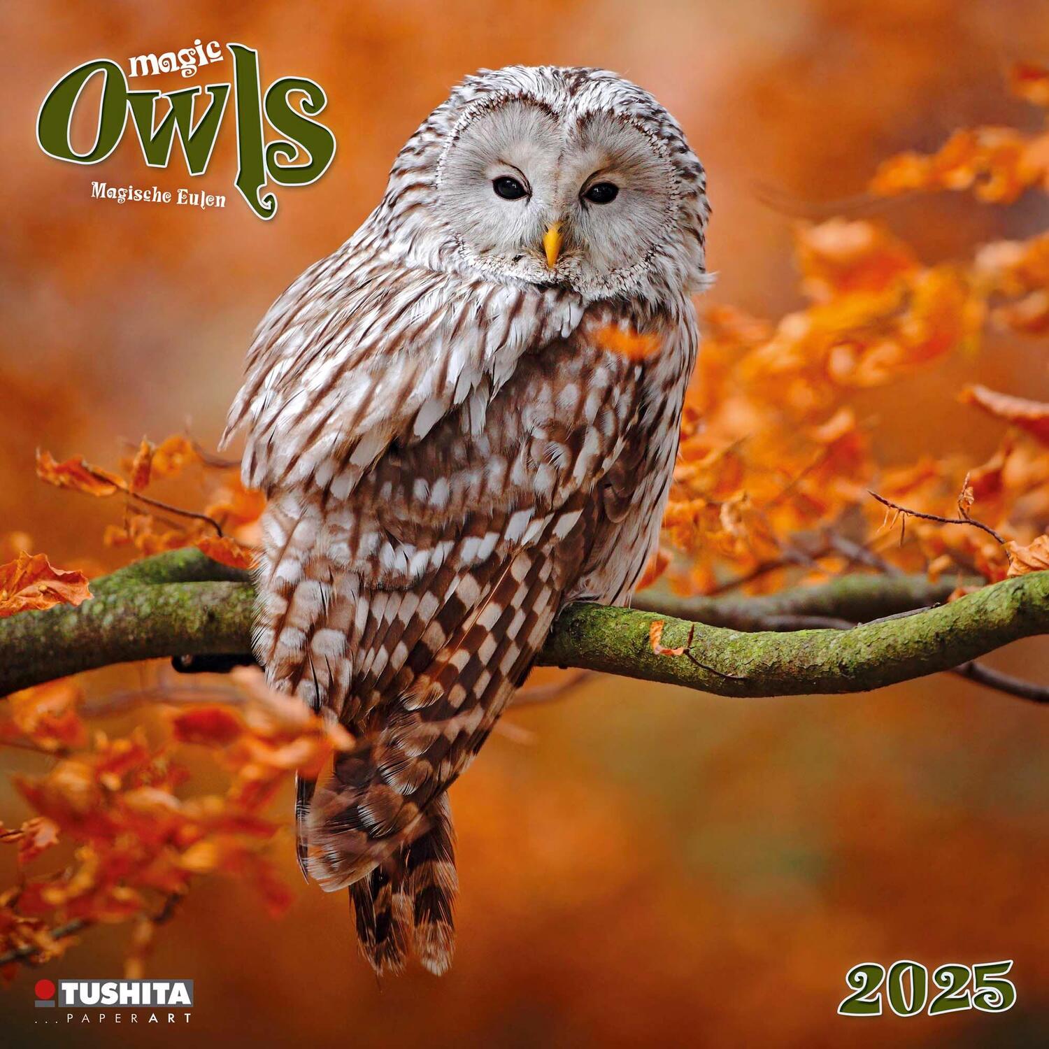 Cover: 9783959293990 | Magic Owls 2025 | Kalender 2025 | Kalender | Wonderful World | 28 S.