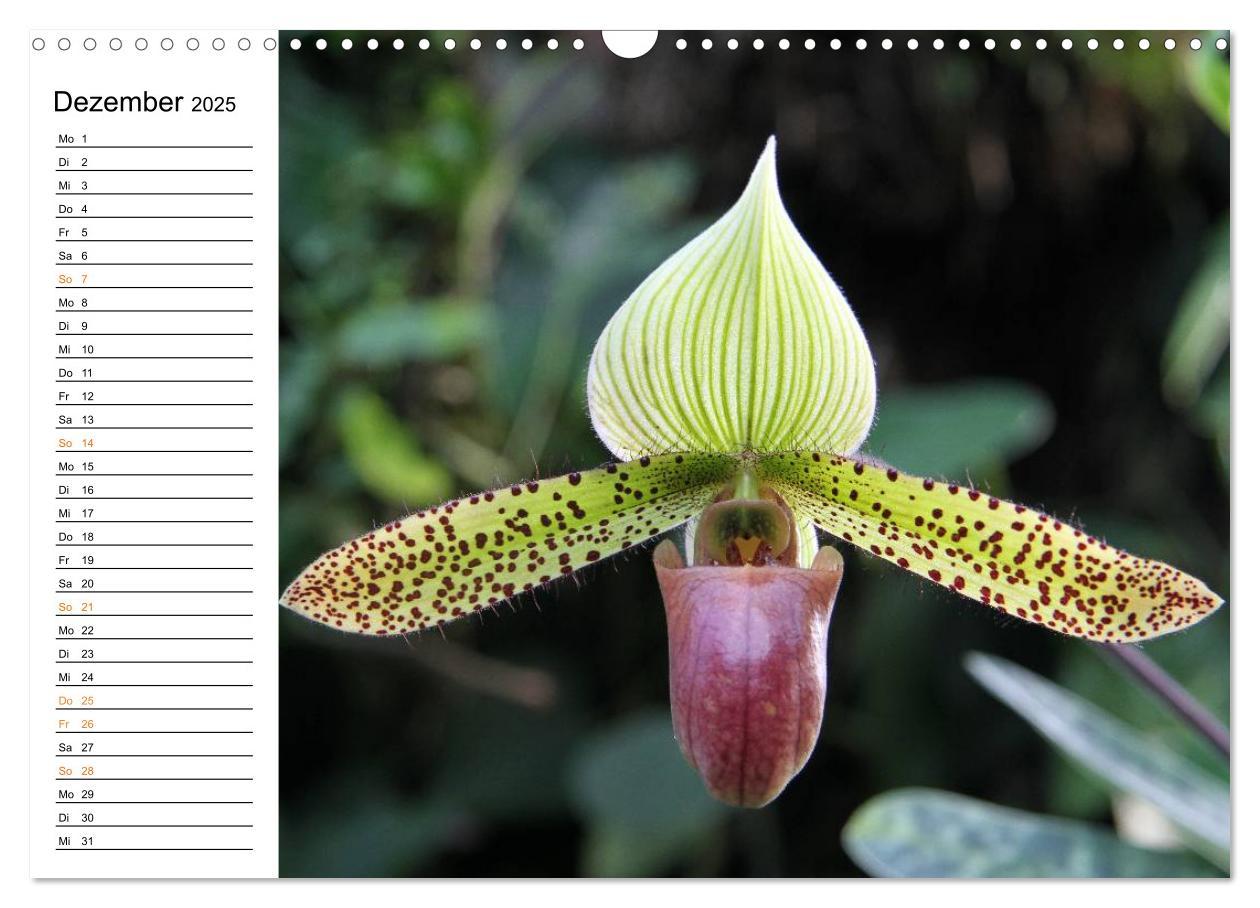 Bild: 9783435532780 | Prachtvolle Orchideen (Wandkalender 2025 DIN A3 quer), CALVENDO...