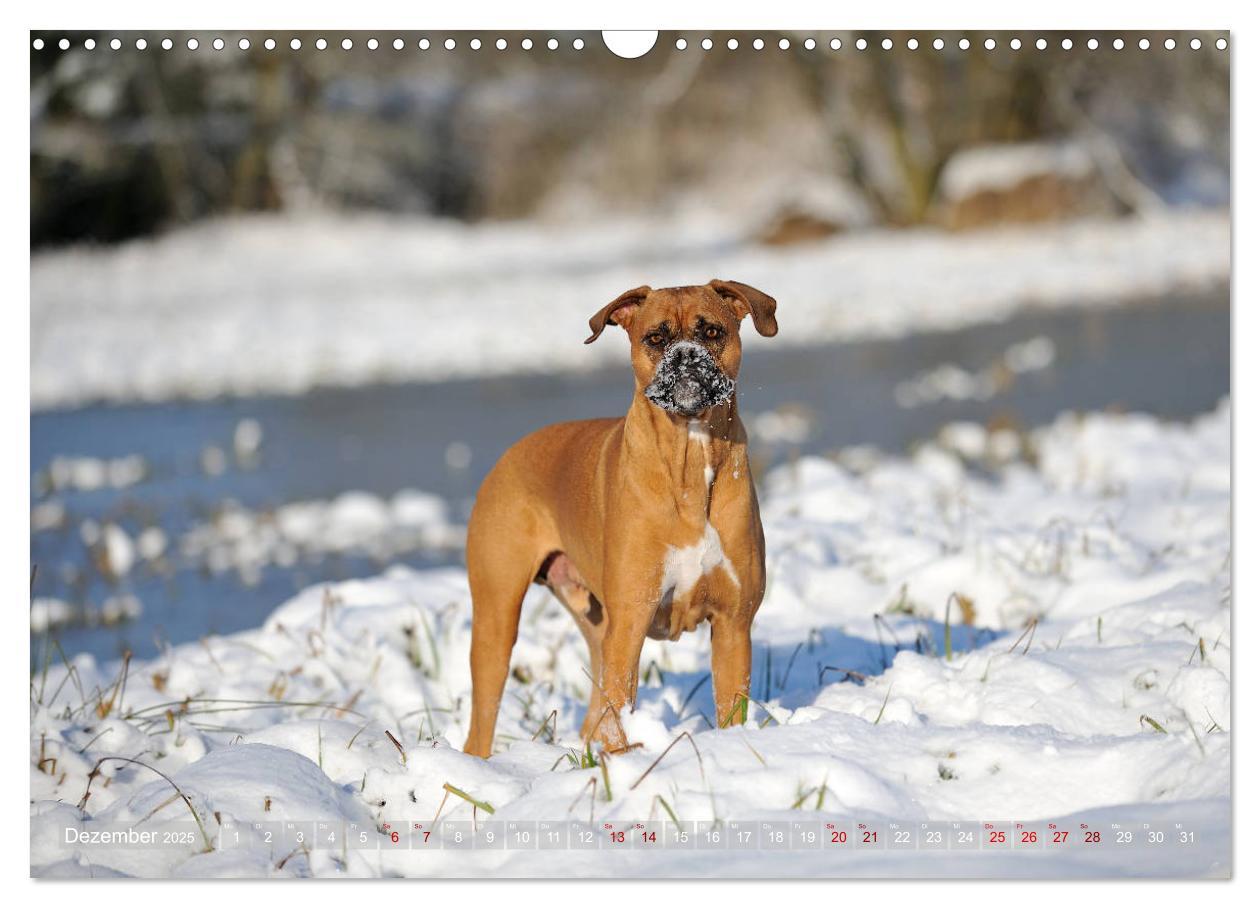 Bild: 9783435411849 | Gut - besser - Boxer (Wandkalender 2025 DIN A3 quer), CALVENDO...