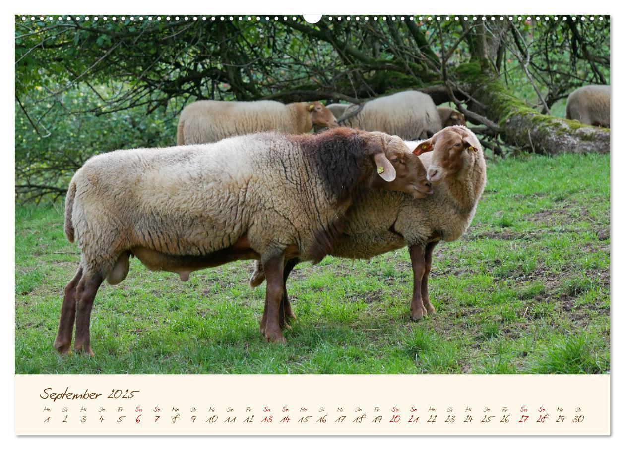 Bild: 9783435172405 | Coburger Fuchsschaf (Wandkalender 2025 DIN A2 quer), CALVENDO...