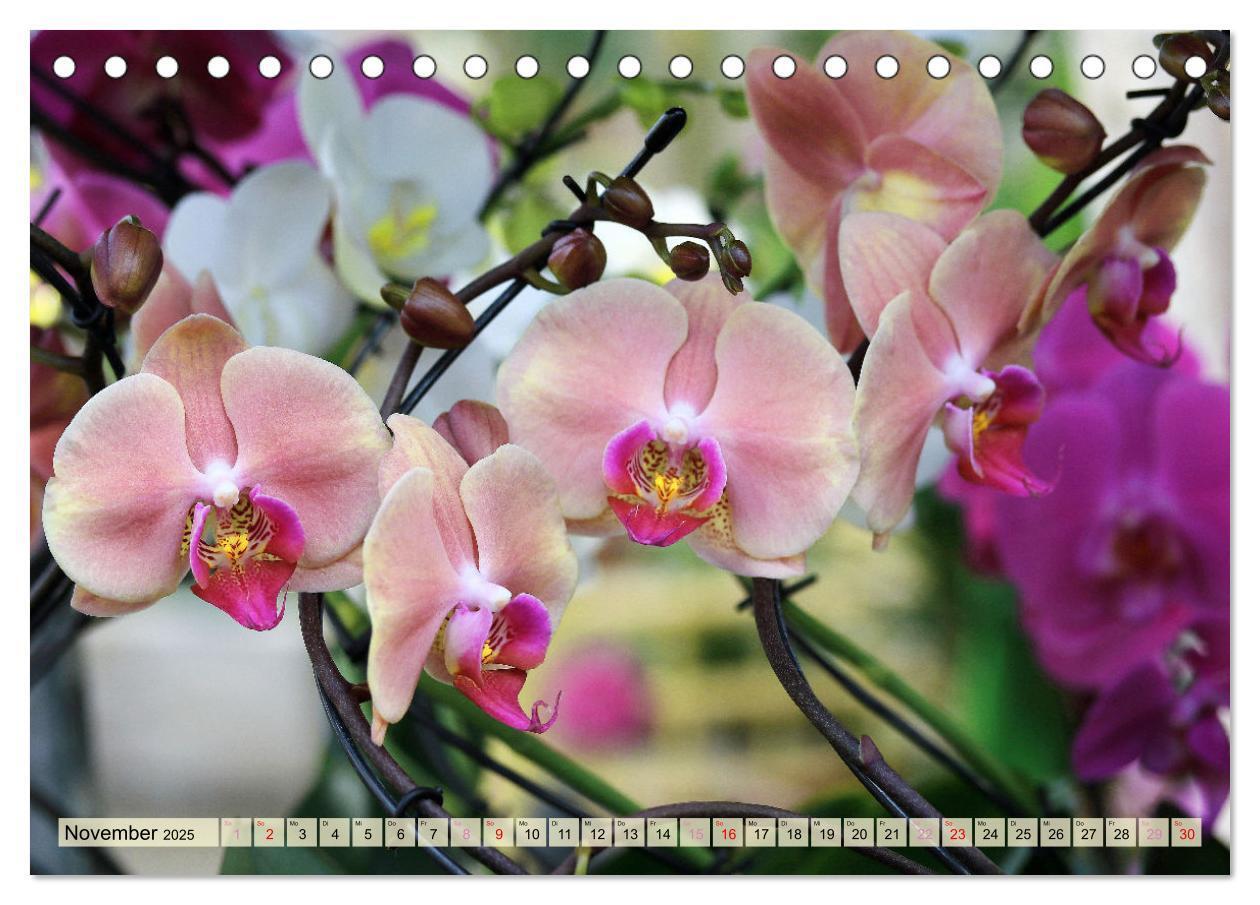 Bild: 9783383765131 | Beliebte Orchideen (Tischkalender 2025 DIN A5 quer), CALVENDO...