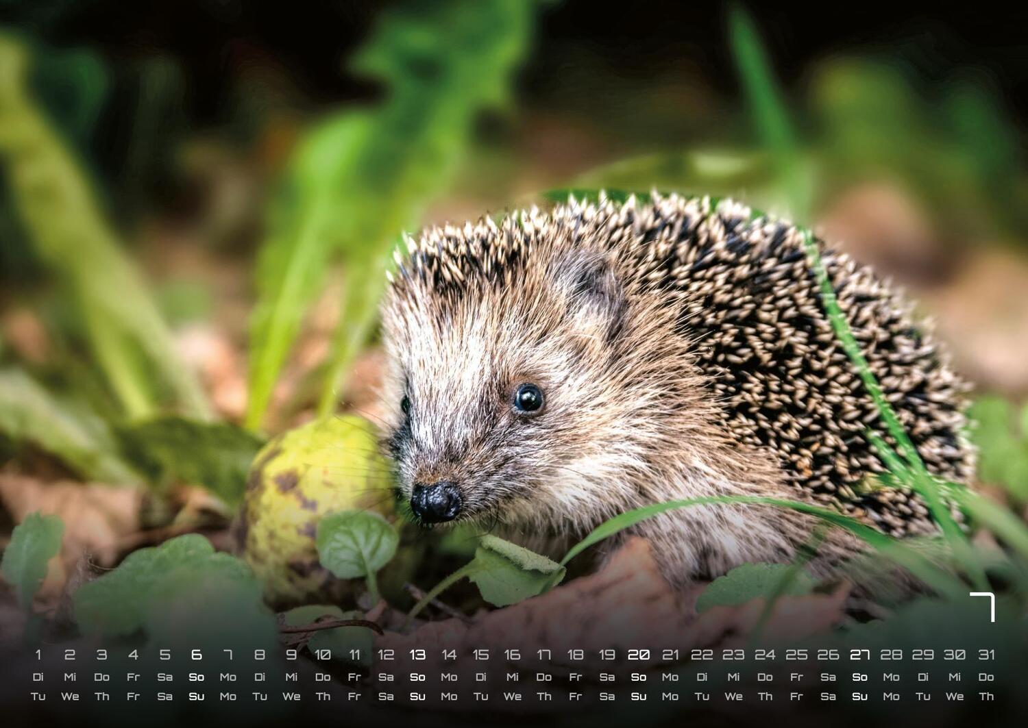 Bild: 9783986734435 | Waldtiere - Heimische Waldbewohner - Der Tierkalender - 2025 -...