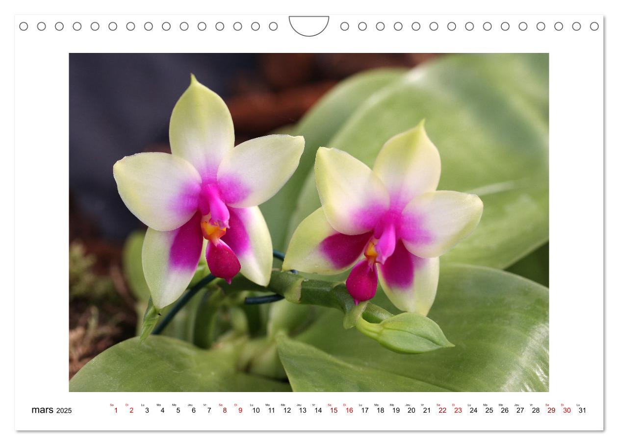 Bild: 9781325837649 | Mon rêve d'orchidées (Calendrier mural 2025 DIN A4 vertical),...