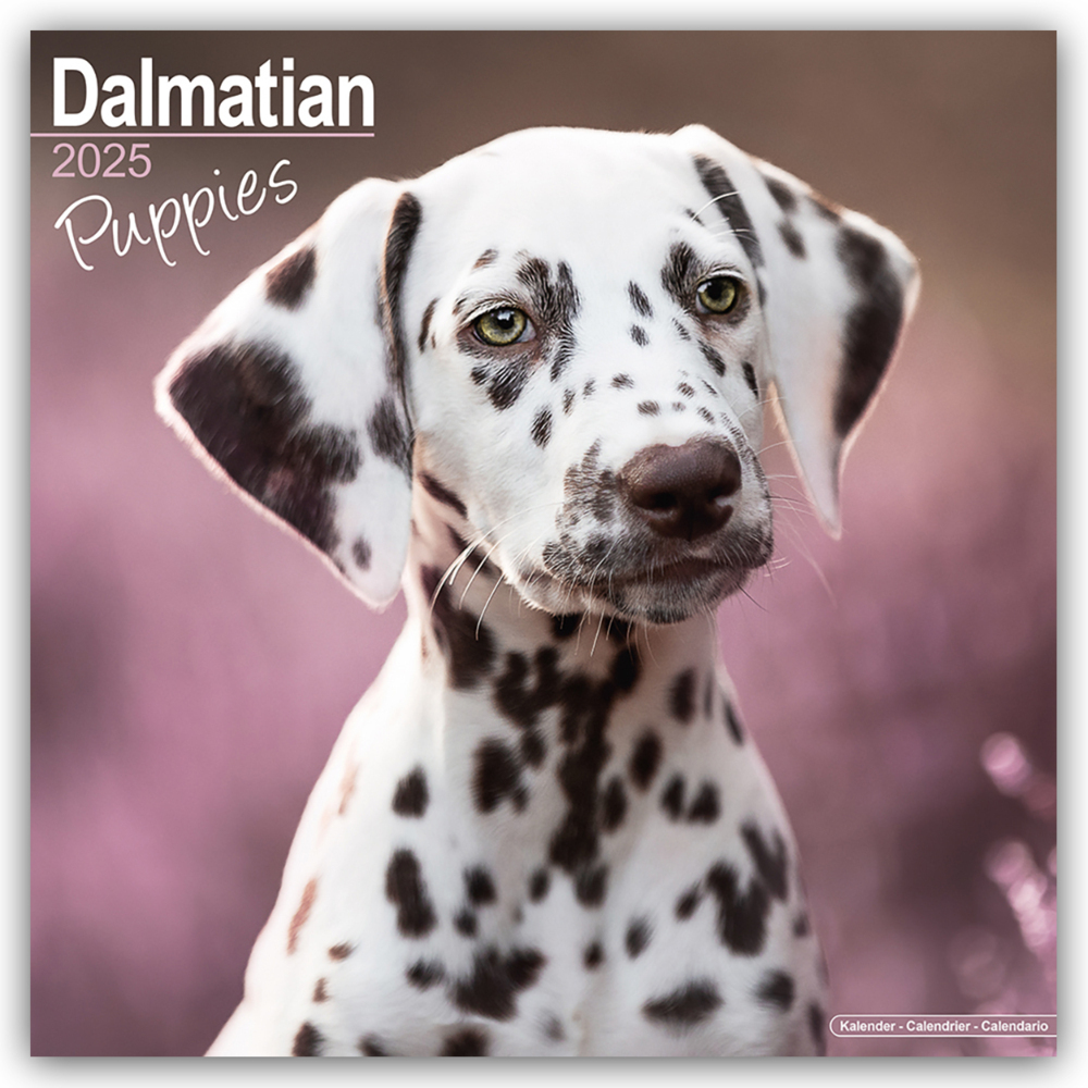 Cover: 9781804604045 | Dalmatian Puppies - Dalmatiner Welpen 2025 - 16-Monatskalender | Ltd.