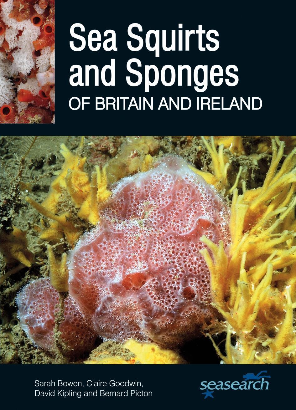 Cover: 9780995567382 | Sea Squirts and Sponges of Britain and Ireland | Picton (u. a.) | Buch