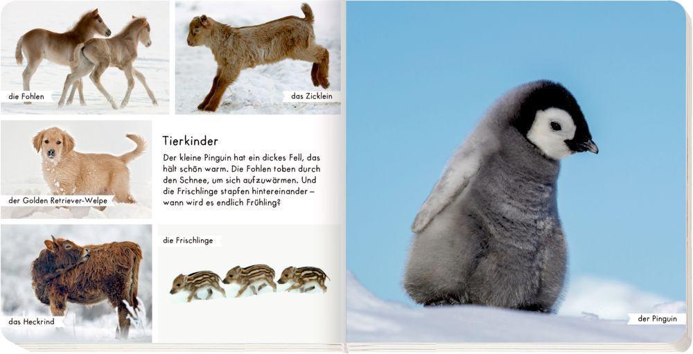 Bild: 9783649639190 | Meine liebsten Tiere im Winter | Buch | Deutsch | 2021 | Coppenrath