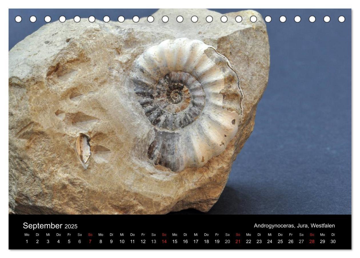 Bild: 9783435770205 | Fossilien - Zeugen der Urzeit (Tischkalender 2025 DIN A5 quer),...