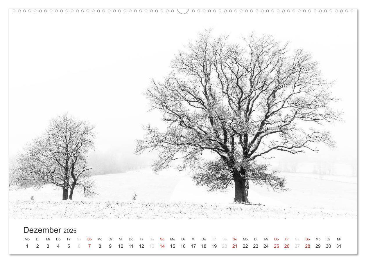 Bild: 9783435659999 | Bäume - Naturschönheiten in schwarz-weiß (Wandkalender 2025 DIN A2...