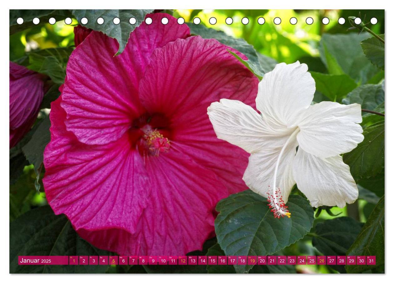 Bild: 9783435741120 | Flower Power - Zauberhafte Kübelpflanzen (Tischkalender 2025 DIN A5...