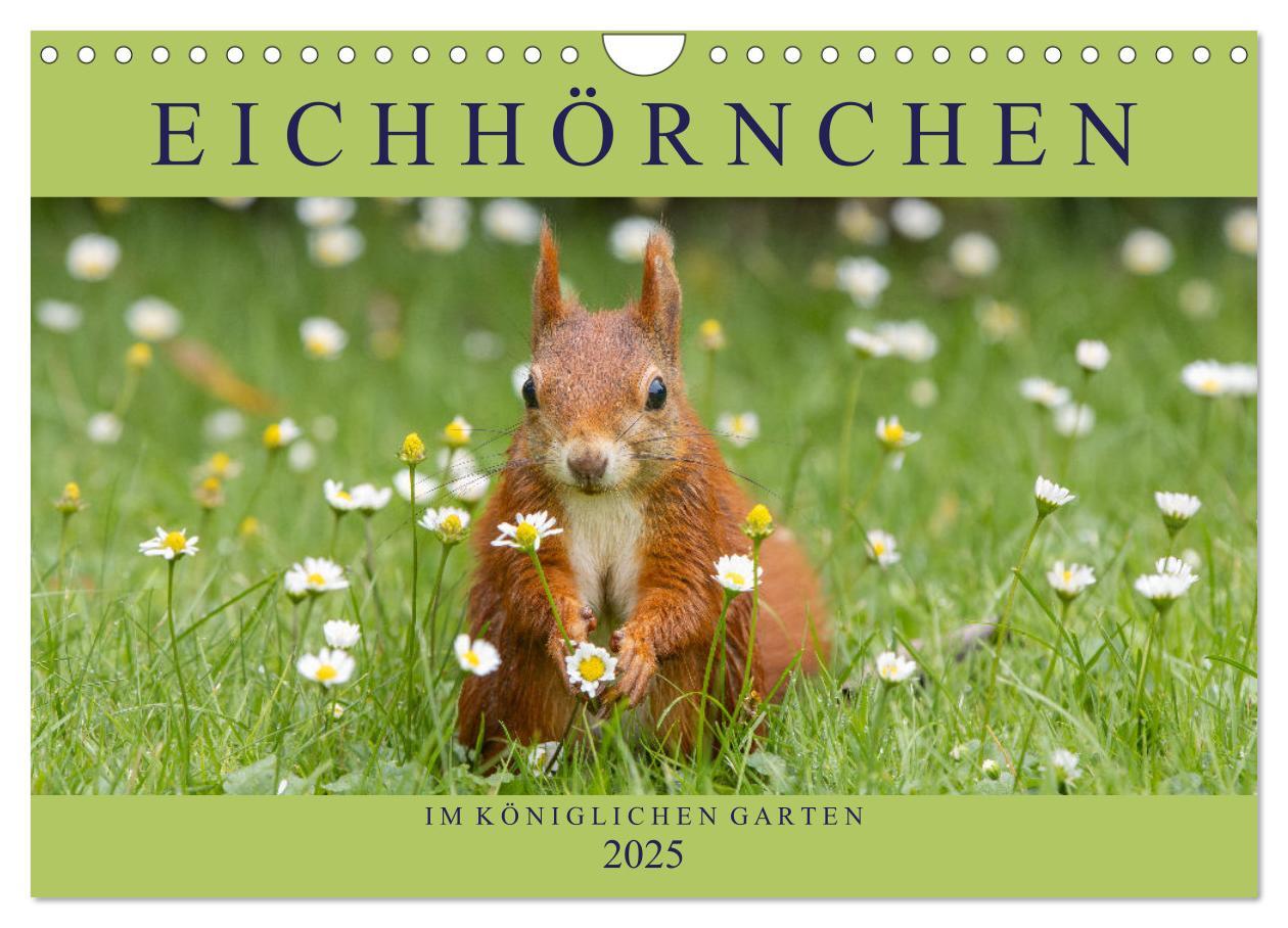 Cover: 9783435670338 | Eichhörnchen im Königlichen Garten (Wandkalender 2025 DIN A4 quer),...