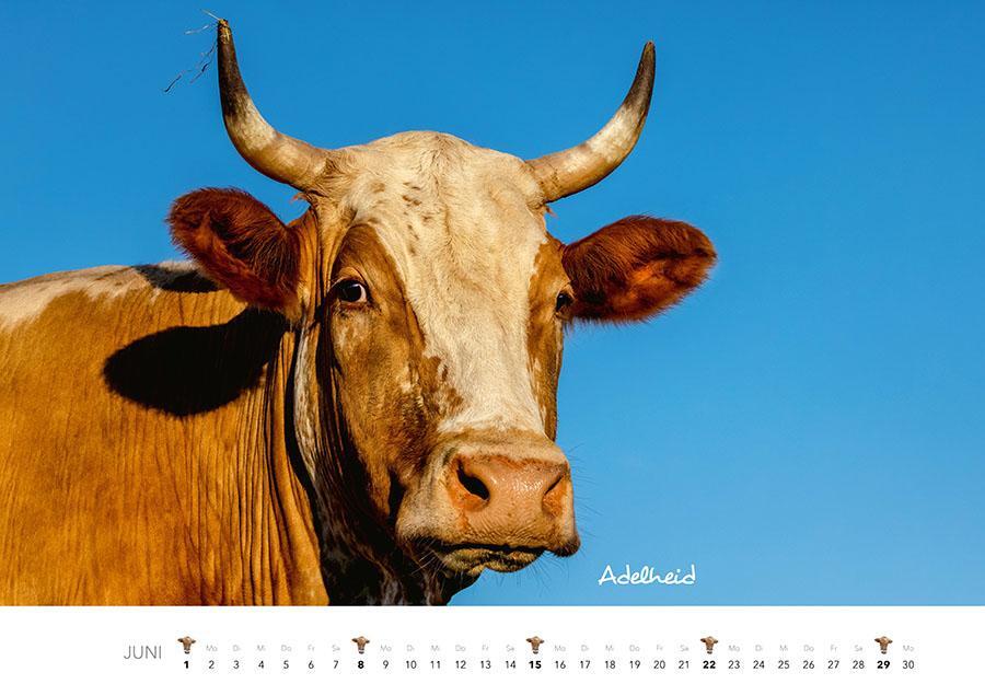 Bild: 9783966648226 | Kühe Kalender 2025 | Der Tierkalender mit den charmanten Namen | 14 S.