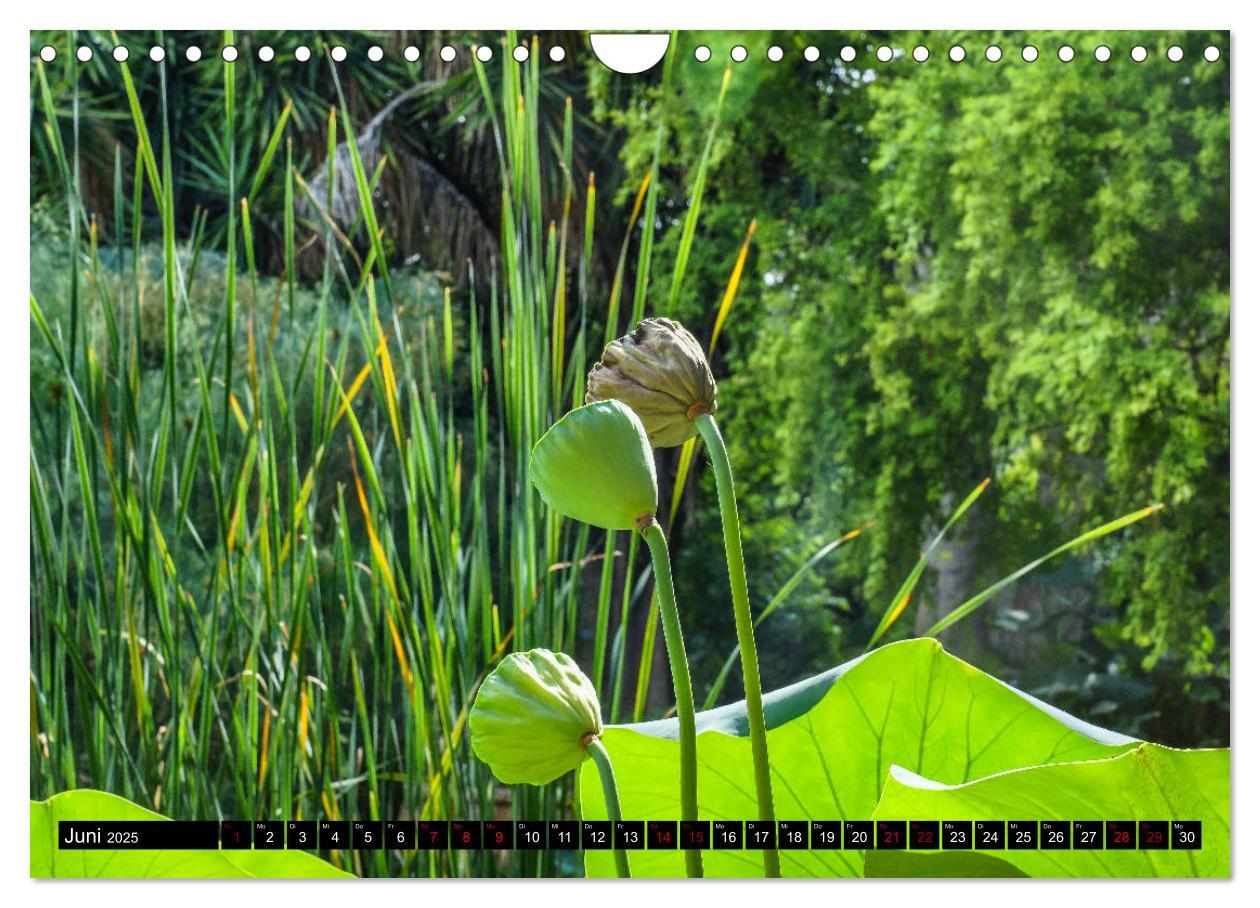 Bild: 9783435399499 | Botanischer Garten Palermo (Wandkalender 2025 DIN A4 quer),...