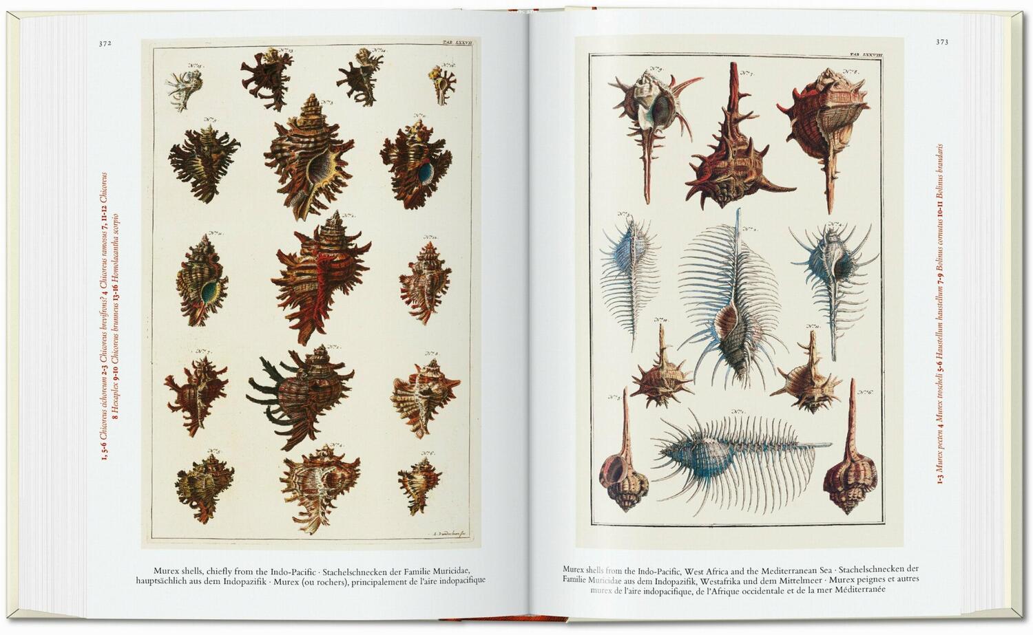 Bild: 9783836587884 | Seba. Cabinet of Natural Curiosities. 40th Ed. | Albertus Seba | Buch