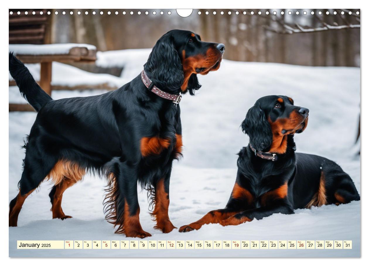 Bild: 9781325979608 | Gordon Setter - elegant powerhouse (Wall Calendar 2025 DIN A3...