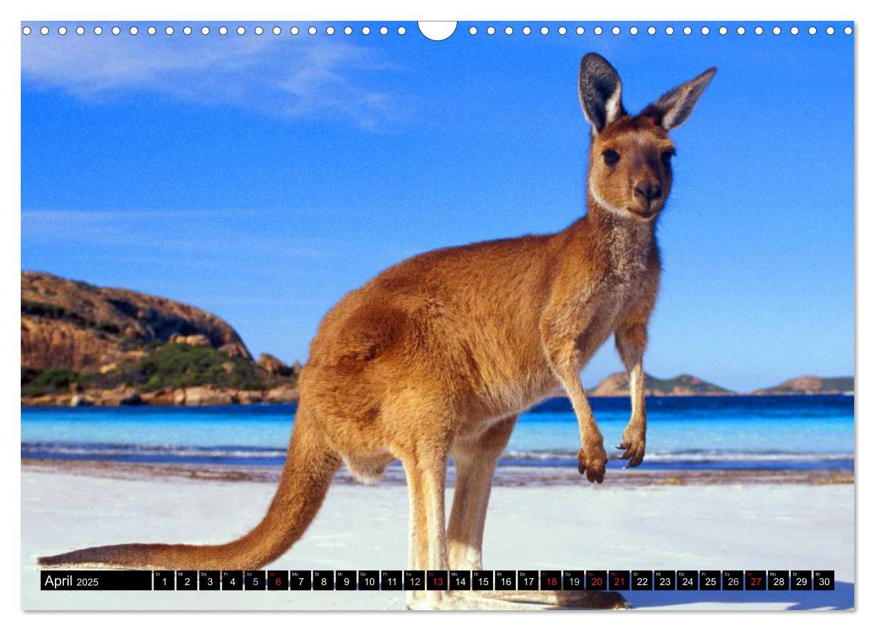 Bild: 9783435725786 | Australiens Tierwelt (Wandkalender 2025 DIN A3 quer), CALVENDO...