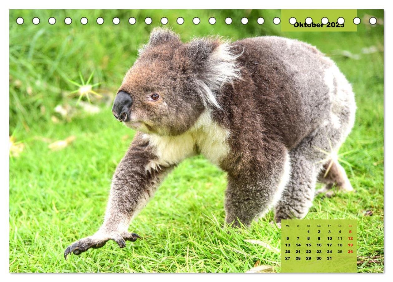 Bild: 9783435049752 | Koalas. Teddy-Alarm! (Tischkalender 2025 DIN A5 quer), CALVENDO...